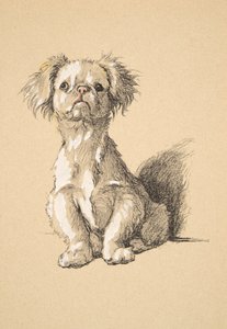 Peke, 1930, Illustraties uit zijn Schetsboek gebruikt voor Just Among Friends, Aldin, Cecil Charles Windsor (1870-1935), later uitgegeven door Eyre and Spottiswoode Limited, 1934