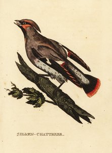 Pestvogel, Bombycilla garrulus