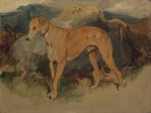 Een Deerhound