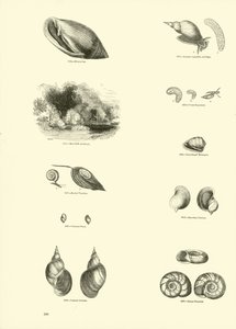 Pagina uit Het Picturale Museum van Geanimeerde Natuur