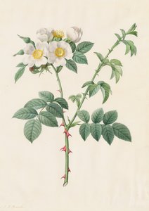Hondsroos (Rosa Leucantha)