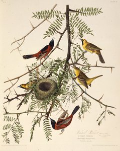 De boomgaardoriole. Uit The Birds of America, 1827-1838