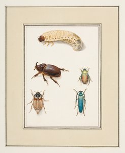 Kevers, c.1755-65