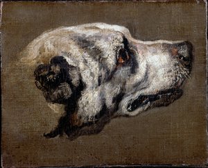 Hoofd van een hond