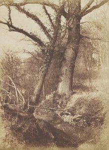 Bomen, 1854-57