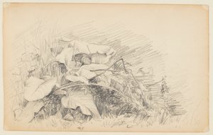 Studie van gras en planten